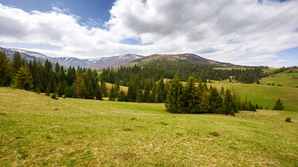 panoramic view of carpathian countryside in spring. mountainous rural landscape of ukraine with forested rolling hills and grassy meadows on a cloudy day