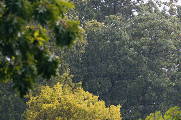 Bei starken Regen Blick in Baumkrone einer Eiche