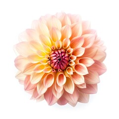Fototapeta premium dahlia flower