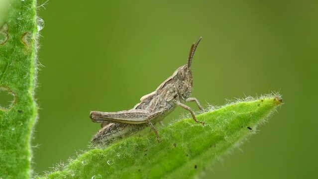 Locusts are grasshoppers, such as this migratory locust (Locusta migratoria), that have entered into migratory phase of their life.
Solitaria (grasshopper) and gregaria (swarming) 
