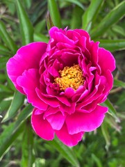 pink and yellow rose