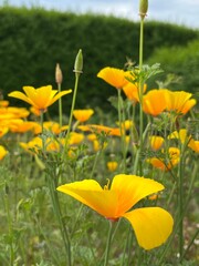 field of yellow flowers