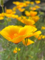 flower in the garden