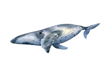 Humpback whale illustration. Watercolor hand drawn illustration with blue whale