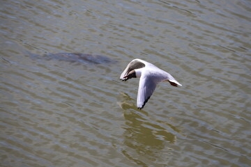 seagull flying above a pond with a carp