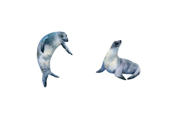 Fototapeta premium Fur seal watercolor collection. Hand drawn illustration with fur seals for posters design, souvenirs