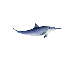 Dolphin illustration. Hand drawn illustration with dolphin for posters design, souvenirs