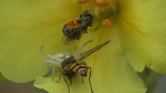 Inside yellow melon flower sits young bee covered in yellow pollen, collecting nectar. White crab spider sits on edge and holds thick-headed flies (Conopidae) in its paws