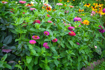 Flowerbed of vivid colorful mixed flowers in the home garden