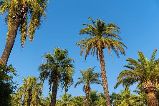 Green palm trees against a blue sky. Summer landscape in nature in the rays of the setting sun.