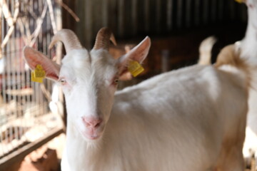 goats baby animal in organic farm agriculture countryside