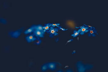 In the twilight of a summer evening, beautiful blue forget-me-not flowers begin to bloom. - obrazy, fototapety, plakaty