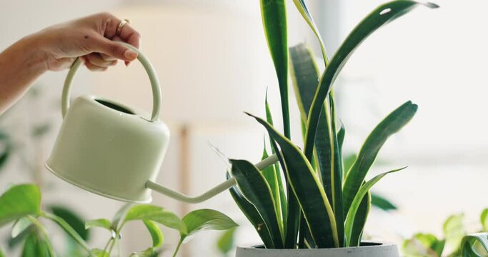 Hand, water and woman botanist with plants in shop for care of sustainable, agriculture or agro hobby. Gardening, greenery and closeup of gardener growing leaves for development in horticulture store