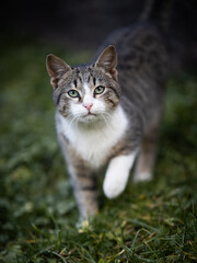 A domestic cat sneaks up cautiously in the grass.