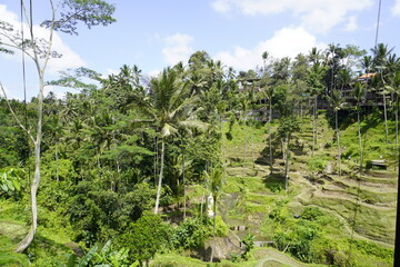Fototapeta na wymiar Uma Ceking - Bali