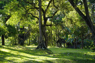 Fototapeta premium Nature's Choreography: The Dancing Tree
