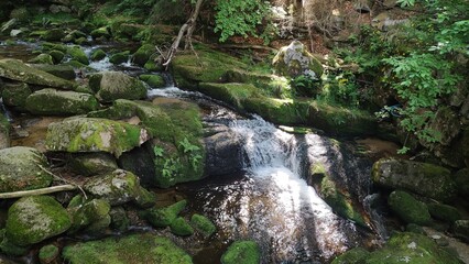 stream in the forest