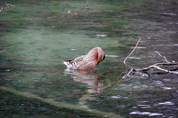 A female mallard in the water of the Stempflesee near Augsburg