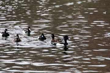 A flock of tufted duck swims in the murky waters of Lake Stempflesee near Augsburg