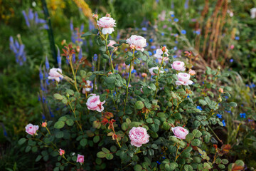 Pink Queen of Sweden rose blooming in summer garden by veronica. English shrub rose grow on flower bed at sunset