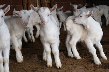Obraz premium goats baby animal in organic farm agriculture countryside