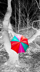 Ein Schnappschuss von einem Wald im Winter, mit buntem Regenschirm	, Negativ