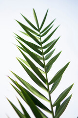 Fototapeta na wymiar Palm leaves on white background