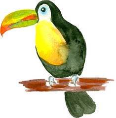 Toucan. Watercolor illustration.