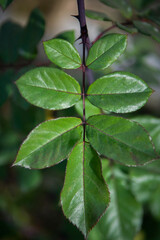 Fototapeta na wymiar rose green leaves background