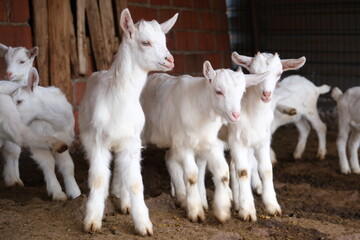 goats baby animal in organic farm agriculture countryside © korhan oztunc