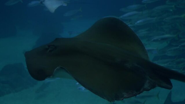 Close Up Stingray Swimming, Lisbon Oceanarium, Portugal