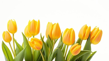 Beautiful tulips on a white background