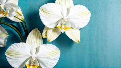 Two white orchids on a blue background. Festive decoration. Congratulation.