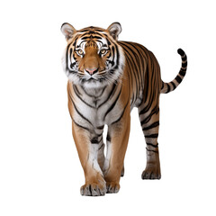 Obraz premium Amur tiger isolated image