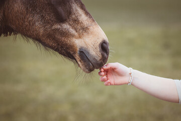 Kontakt zwischen Mensch und Pferd