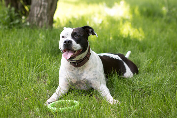 A dog on a walk is resting in the grass with a toy. American Staffordshire Terrier plays with a...