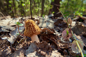 Delicious spring mushroom Verpa bohemica (early morel or wrinkled thimble-cap) among dry last year's leaves