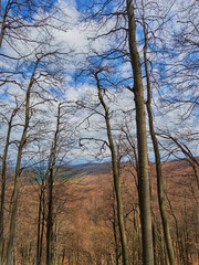 Fototapeta na wymiar Bare beeches in the spring forest, among the Carpathian Mountains