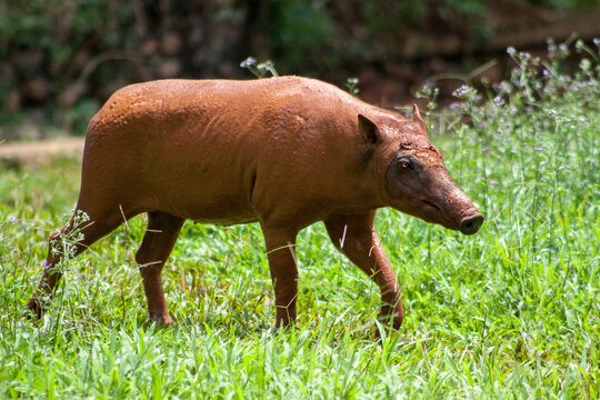 The Togian babirusa (Babyrousa togeanensis), also known as the Malenge babirusa, is the largest species of babirusa