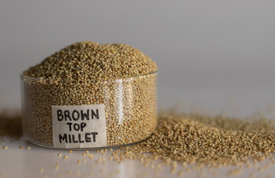 Closeup of browntop millet grains in a pristine glass bowl with label on it filled to the brim