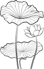hand drawn Lotus flower outline illustration isolated	
