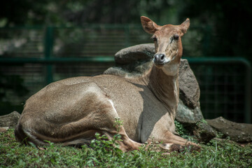 The nilgai (Boselaphus tragocamelus) is the largest antelope of Asia, and is ubiquitous across the northern Indian subcontinent