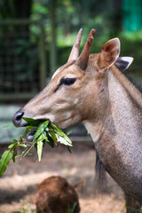The nilgai (Boselaphus tragocamelus) is the largest antelope of Asia, and is ubiquitous across the northern Indian subcontinent