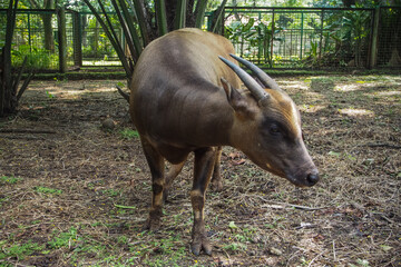 Anoa, also known as dwarf buffalo and sapiutan, are two species of the genus Bubalus, placed within the subgenus Anoa and endemic to the island of Sulawesi