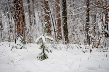 The branches of the coniferous spruce are snow-covered, photo from above,winter