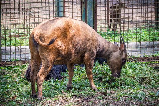 Anoa, also known as dwarf buffalo and sapiutan, are two species of the genus Bubalus, placed within the subgenus Anoa and endemic to the island of Sulawesi