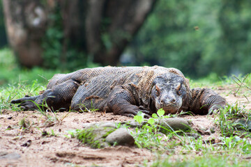 The Komodo dragon (Varanus komodoensis), also known as the Komodo monitor, is a member of the monitor lizard family Varanidae that is endemic to the Indonesian islands of Komodo, Rinca, Flores, and Gi
