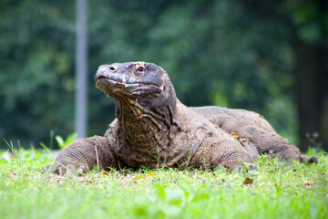 Obraz premium The Komodo dragon (Varanus komodoensis), also known as the Komodo monitor, is a member of the monitor lizard family Varanidae that is endemic to the Indonesian islands of Komodo, Rinca, Flores, and Gi