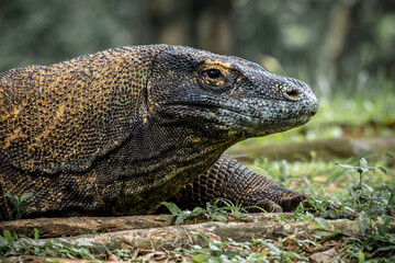 The Komodo dragon (Varanus komodoensis), also known as the Komodo monitor, is a member of the monitor lizard family Varanidae that is endemic to the Indonesian islands of Komodo, Rinca, Flores, and Gi