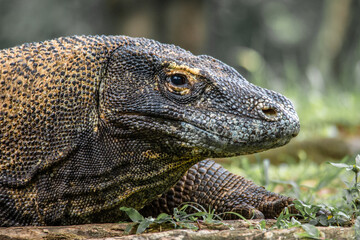 The Komodo dragon (Varanus komodoensis), also known as the Komodo monitor, is a member of the monitor lizard family Varanidae that is endemic to the Indonesian islands of Komodo, Rinca, Flores, and Gi